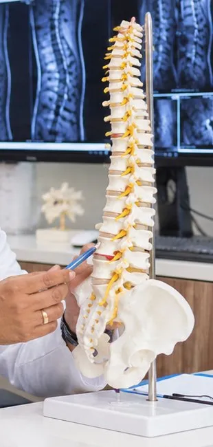 Spine model
